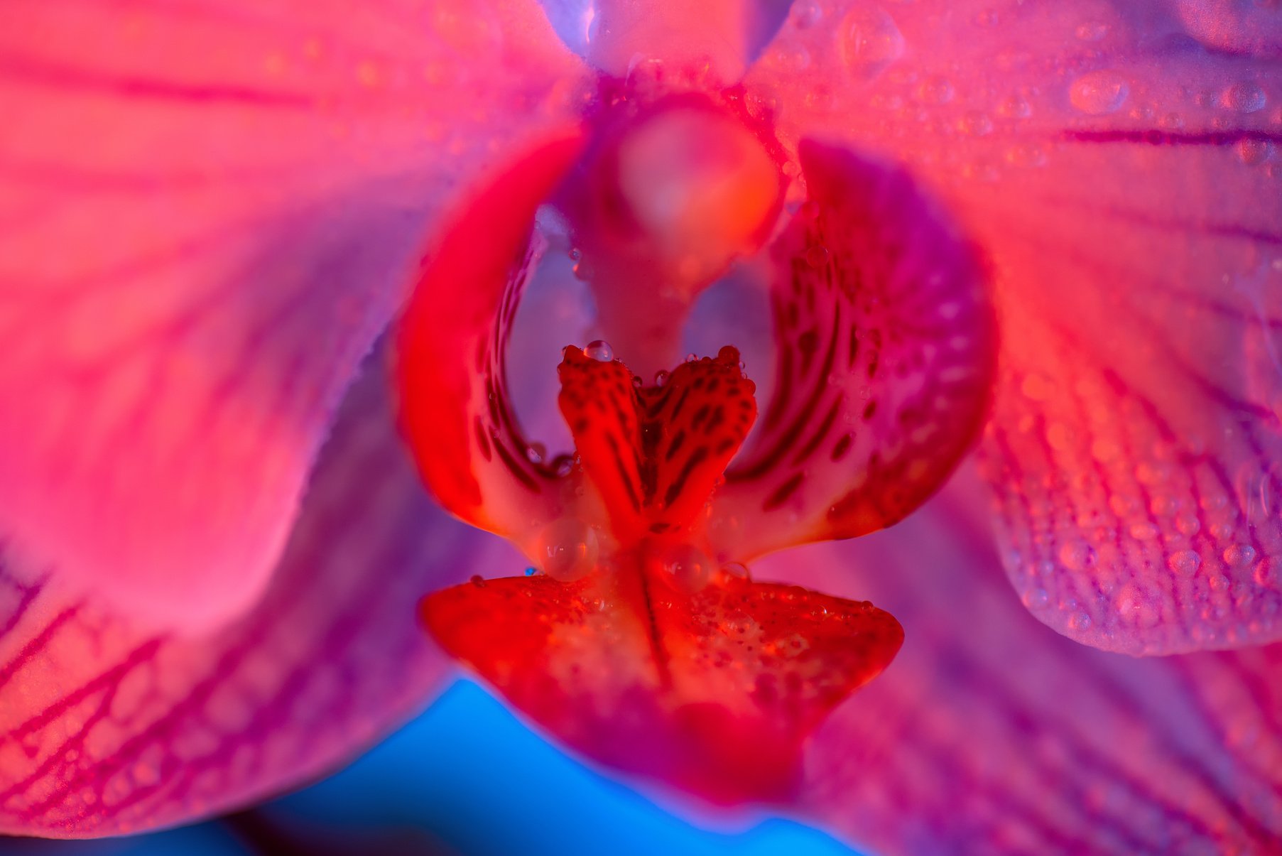 delicate pink Orchid with dew drops close-up on light blue background